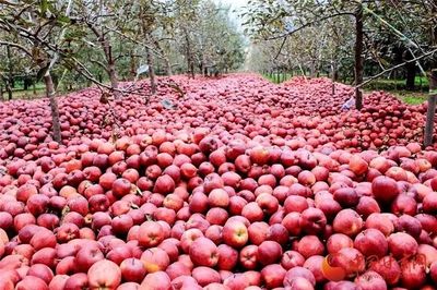 蘭州供銷系統首個農產品展示中心正式運營，推動‘甘味’市場新發展